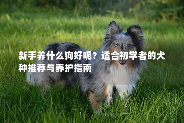 新手养什么狗好呢？适合初学者的犬种推荐与养护指南