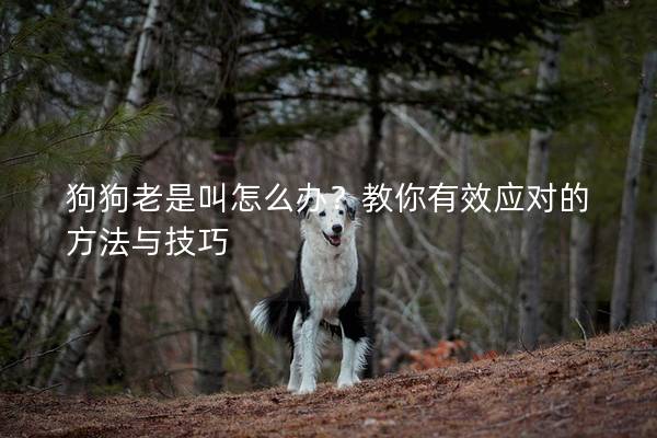 狗狗老是叫怎么办？教你有效应对的方法与技巧