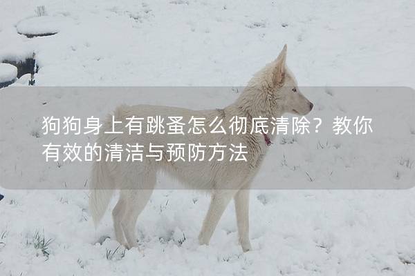 狗狗身上有跳蚤怎么彻底清除？教你有效的清洁与预防方法