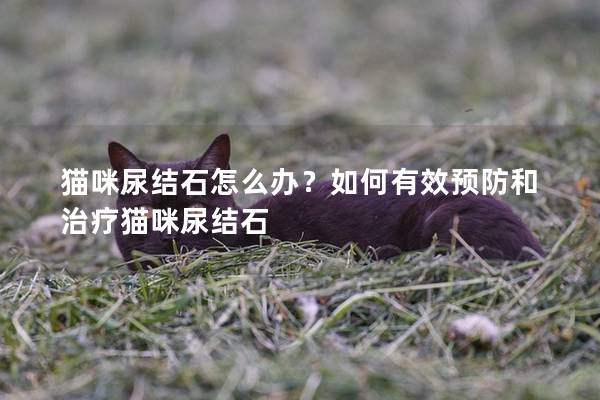 猫咪尿结石怎么办？如何有效预防和治疗猫咪尿结石