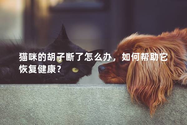 猫咪的胡子断了怎么办，如何帮助它恢复健康？