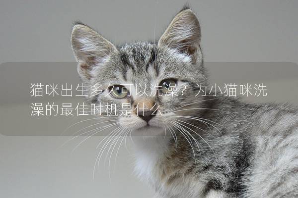 猫咪出生多久可以洗澡？为小猫咪洗澡的最佳时机是什么