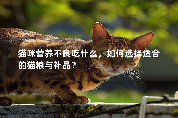 猫咪营养不良吃什么，如何选择适合的猫粮与补品？