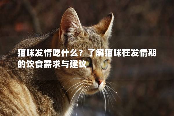 猫咪发情吃什么？了解猫咪在发情期的饮食需求与建议