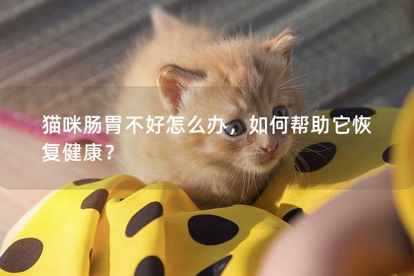 猫咪肠胃不好怎么办，如何帮助它恢复健康？