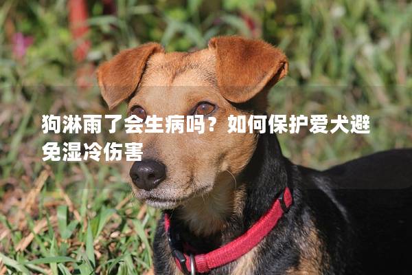 狗淋雨了会生病吗？如何保护爱犬避免湿冷伤害