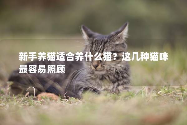 新手养猫适合养什么猫？这几种猫咪最容易照顾