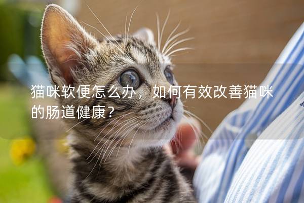 猫咪软便怎么办，如何有效改善猫咪的肠道健康？