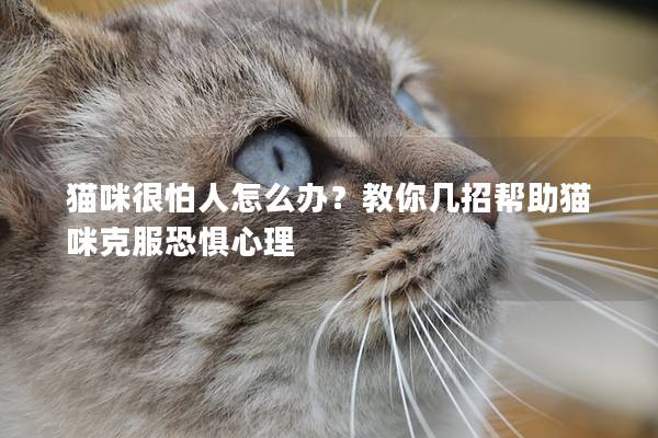 猫咪很怕人怎么办？教你几招帮助猫咪克服恐惧心理