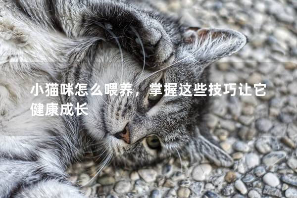 小猫咪怎么喂养，掌握这些技巧让它健康成长