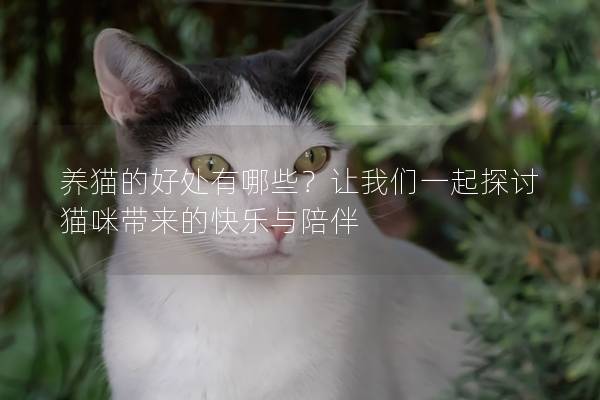 养猫的好处有哪些？让我们一起探讨猫咪带来的快乐与陪伴