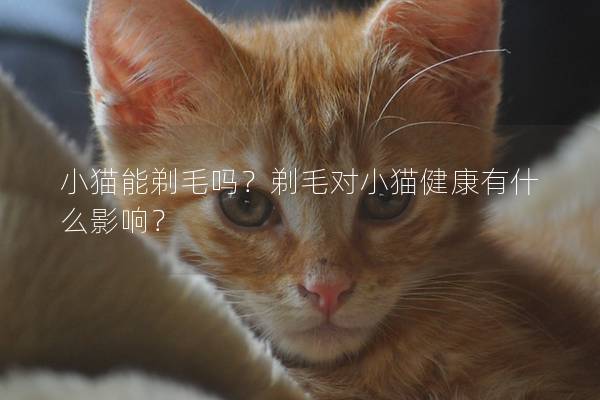 小猫能剃毛吗？剃毛对小猫健康有什么影响？