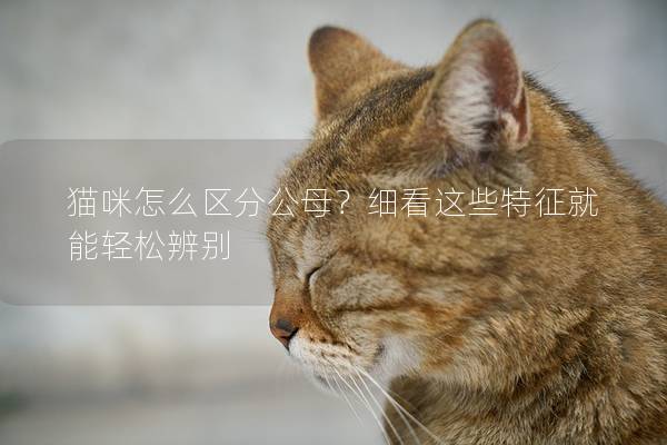 猫咪怎么区分公母？细看这些特征就能轻松辨别