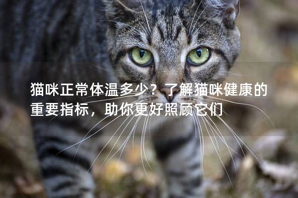 猫咪正常体温多少？了解猫咪健康的重要指标，助你更好照顾它们