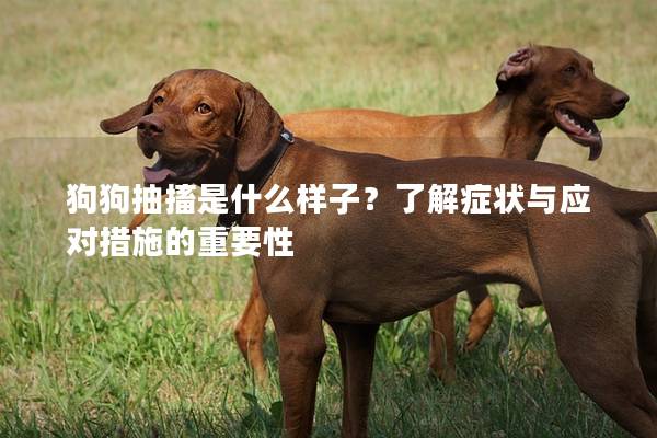 狗狗抽搐是什么样子？了解症状与应对措施的重要性