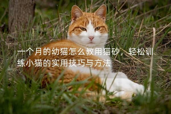 一个月的幼猫怎么教用猫砂，轻松训练小猫的实用技巧与方法