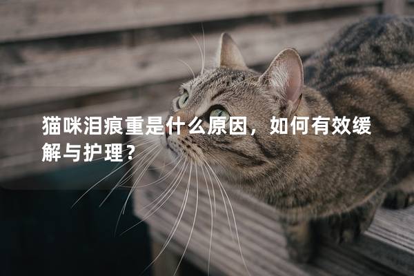 猫咪泪痕重是什么原因，如何有效缓解与护理？