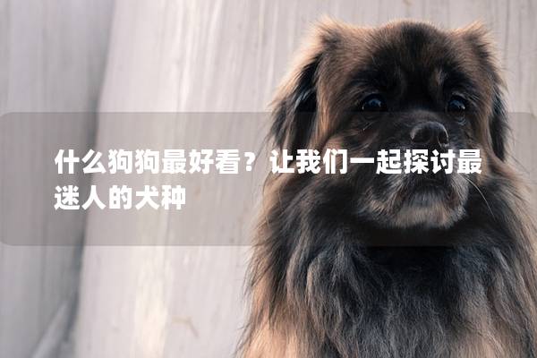 什么狗狗最好看？让我们一起探讨最迷人的犬种