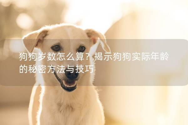 狗狗岁数怎么算？揭示狗狗实际年龄的秘密方法与技巧