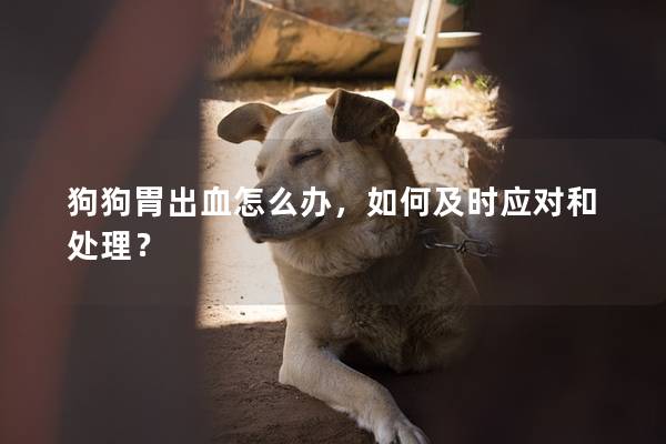 狗狗胃出血怎么办，如何及时应对和处理？