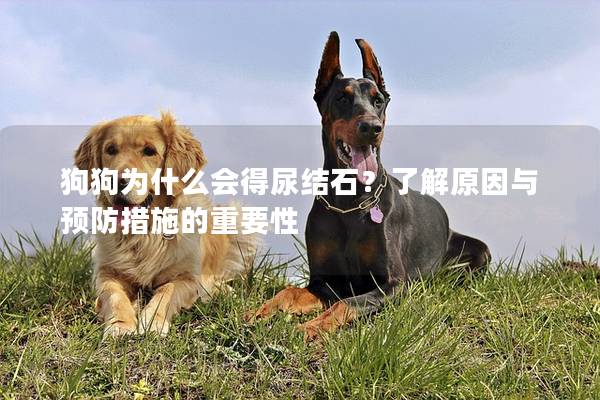 狗狗为什么会得尿结石？了解原因与预防措施的重要性