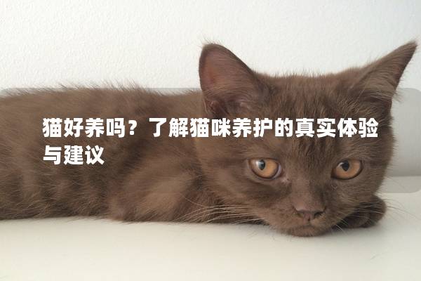 猫好养吗？了解猫咪养护的真实体验与建议