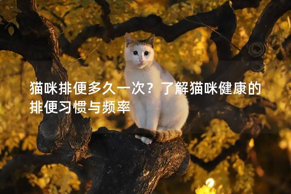 猫咪排便多久一次？了解猫咪健康的排便习惯与频率