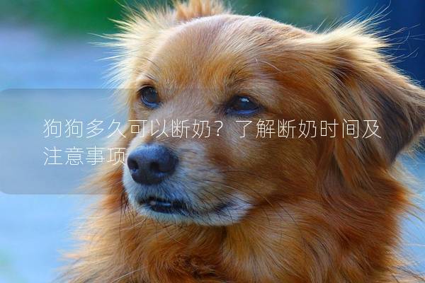 狗狗多久可以断奶？了解断奶时间及注意事项