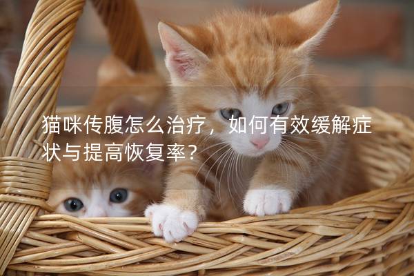 猫咪传腹怎么治疗，如何有效缓解症状与提高恢复率？