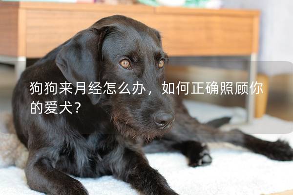 狗狗来月经怎么办，如何正确照顾你的爱犬？