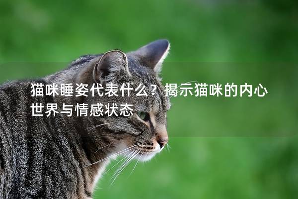 猫咪睡姿代表什么？揭示猫咪的内心世界与情感状态