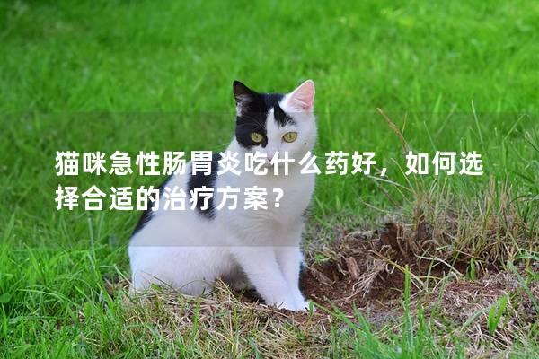 猫咪急性肠胃炎吃什么药好，如何选择合适的治疗方案？