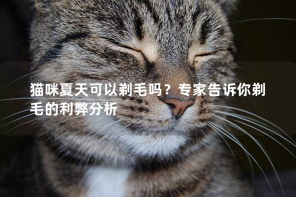 猫咪夏天可以剃毛吗？专家告诉你剃毛的利弊分析