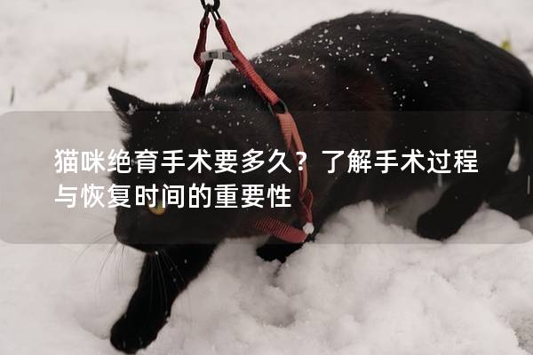 猫咪绝育手术要多久？了解手术过程与恢复时间的重要性