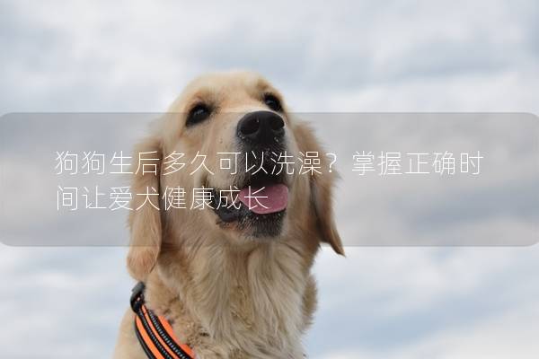 狗狗生后多久可以洗澡？掌握正确时间让爱犬健康成长