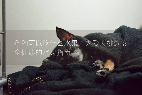 狗狗可以吃什么水果？为爱犬挑选安全健康的水果指南