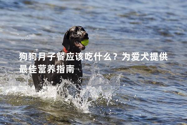 狗狗月子餐应该吃什么？为爱犬提供最佳营养指南