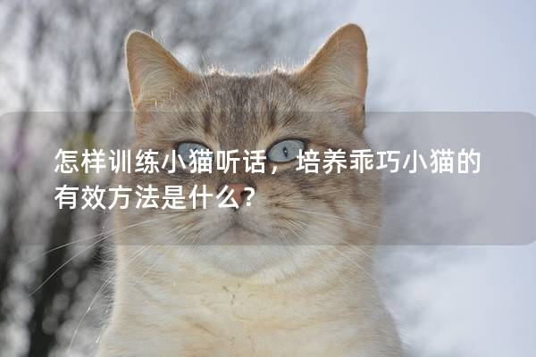 怎样训练小猫听话，培养乖巧小猫的有效方法是什么？