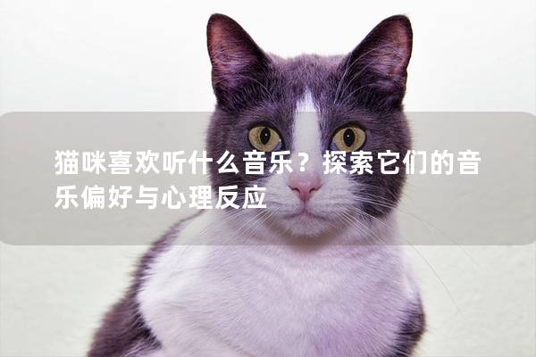 猫咪喜欢听什么音乐？探索它们的音乐偏好与心理反应