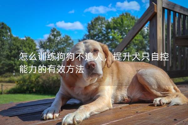 怎么训练狗狗不追人，提升犬只自控能力的有效方法