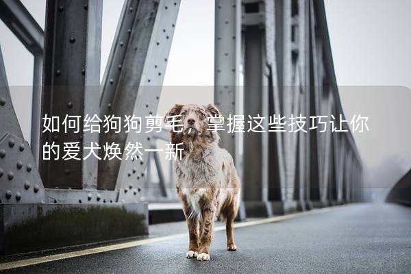 如何给狗狗剪毛，掌握这些技巧让你的爱犬焕然一新