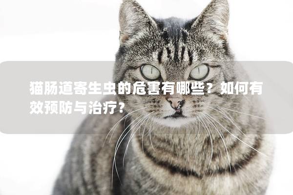 猫肠道寄生虫的危害有哪些？如何有效预防与治疗？