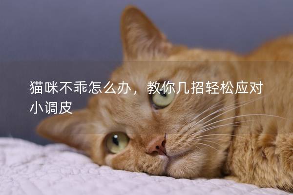 猫咪不乖怎么办，教你几招轻松应对小调皮