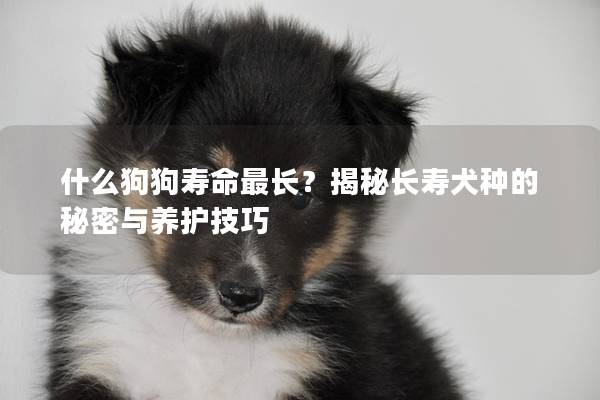 什么狗狗寿命最长？揭秘长寿犬种的秘密与养护技巧