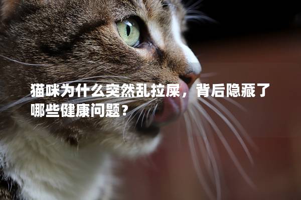 猫咪为什么突然乱拉屎，背后隐藏了哪些健康问题？