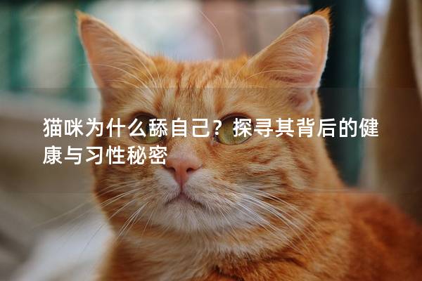 猫咪为什么舔自己？探寻其背后的健康与习性秘密