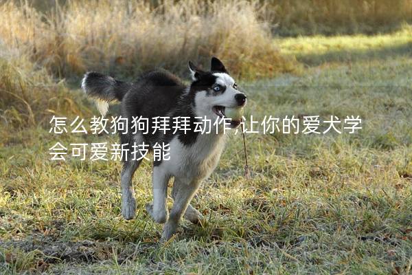 怎么教狗狗拜拜动作,让你的爱犬学会可爱新技能