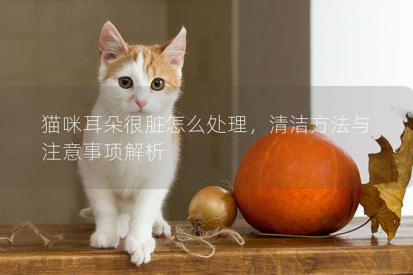 猫咪耳朵很脏怎么处理，清洁方法与注意事项解析