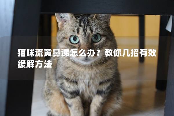 猫咪流黄鼻涕怎么办？教你几招有效缓解方法