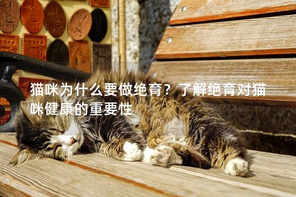 猫咪为什么要做绝育？了解绝育对猫咪健康的重要性